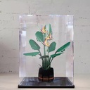 Transparent Acrylic display box for Lego 10289 Potted Plants model Dustproof Storage Display Box Model Not Included Black base